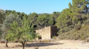 Se vende Finca en Mazaleón de olivos y almendros con casa de piedra. con cisterna subterránea por 39.000€