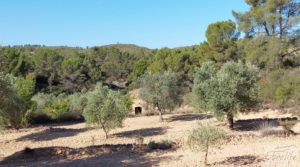 Foto de Finca en Mazaleón de olivos y almendros con casa de piedra. con olivos