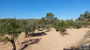 Finca en Mazaleón de olivos y almendros con casa de piedra. para vender con almendros