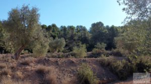 Foto de Finca en Mazaleón de olivos y almendros con casa de piedra. en venta con olivos por 39.000€