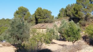 Foto de Finca en Mazaleón de olivos y almendros con casa de piedra. con olivos por 39.000€