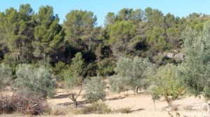 Foto de Finca en Mazaleón de olivos y almendros con casa de piedra. con cisterna subterránea