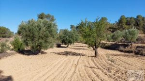 Foto de Finca en Mazaleón de olivos y almendros con casa de piedra. con almendros por 39.000€