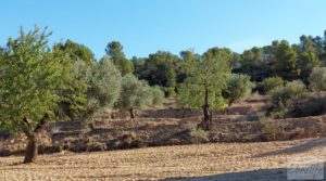 Foto de Finca en Mazaleón de olivos y almendros con casa de piedra. con olivos por 39.000€