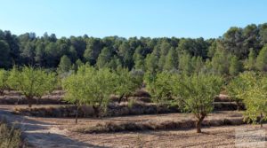 Foto de Finca en Mazaleón de olivos y almendros con casa de piedra. en venta con almendros