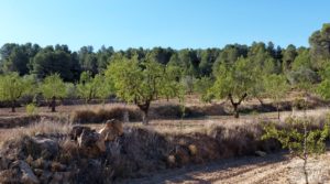 Finca en Mazaleón de olivos y almendros con casa de piedra. a buen precio con almendros por 39.000€