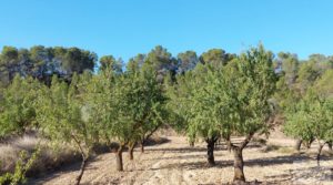 Foto de Finca en Mazaleón de olivos y almendros con casa de piedra. con olivos