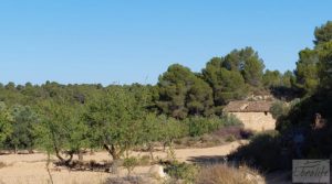 Detalle de Finca en Mazaleón de olivos y almendros con casa de piedra. con almendros