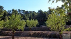 Detalle de Finca en Mazaleón de olivos y almendros con casa de piedra. con almendros