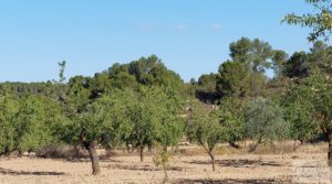 Foto de Finca en Mazaleón de olivos y almendros con casa de piedra. en venta con almendros por 39.000€