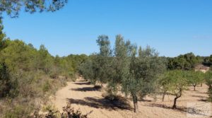 Finca en Mazaleón de olivos y almendros con casa de piedra. en oferta con cisterna subterránea