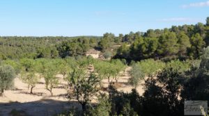 Detalle de Finca en Mazaleón de olivos y almendros con casa de piedra. con cisterna subterránea por 39.000€