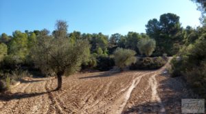 Foto de Finca en Mazaleón de olivos y almendros con casa de piedra. con cisterna subterránea por 39.000€