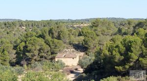 Vendemos Finca en Mazaleón de olivos y almendros con casa de piedra. con almendros por 39.000€