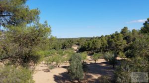 Finca en Mazaleón de olivos y almendros con casa de piedra. a buen precio con almendros