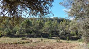 Foto de Finca en Fórnoles de 9,2 hectáreas con casa de piedra con olivos por 70.000€