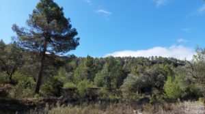 Foto de Finca en Fórnoles de 9,2 hectáreas con casa de piedra con gran privacidad por 70.000€