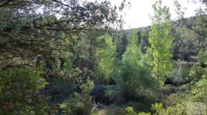 Finca en Fórnoles de 9,2 hectáreas con casa de piedra para vender con frutales