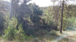 Finca en Fórnoles de 9,2 hectáreas con casa de piedra para vender con olivos