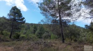 Foto de Finca en Fórnoles de 9,2 hectáreas con casa de piedra en venta con olivos por 70.000€