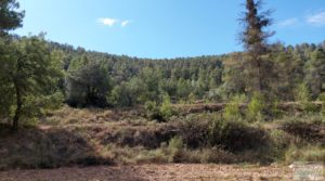 Finca en Fórnoles de 9,2 hectáreas con casa de piedra a buen precio con frutales