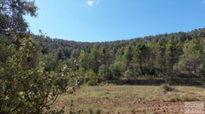 Vendemos Finca en Fórnoles de 9,2 hectáreas con casa de piedra con olivos por 70.000€