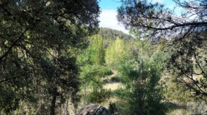 Finca en Fórnoles de 9,2 hectáreas con casa de piedra para vender con gran privacidad