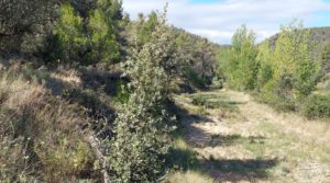 Finca en Fórnoles de 9,2 hectáreas con casa de piedra en venta con gran privacidad