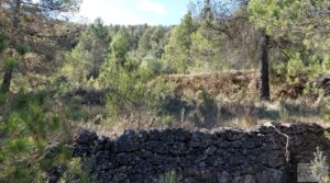 Detalle de Finca en Fórnoles de 9,2 hectáreas con casa de piedra con frutales por 70.000€