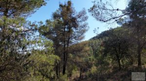 Vendemos Finca en Fórnoles de 9,2 hectáreas con casa de piedra con frutales