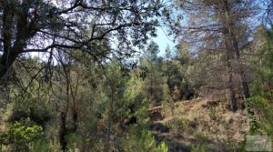 Foto de Finca en Fórnoles de 9,2 hectáreas con casa de piedra en venta con frutales