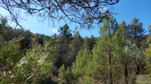 Finca en Fórnoles de 9,2 hectáreas con casa de piedra en venta con gran privacidad