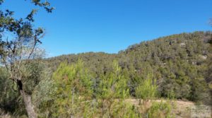 Finca en Fórnoles de 9,2 hectáreas con casa de piedra en oferta con frutales