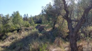 Se vende Finca en Fórnoles de 9,2 hectáreas con casa de piedra con olivos