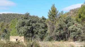 Vendemos Finca en Fórnoles de 9,2 hectáreas con casa de piedra con olivos