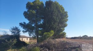 Detalle de Finca de regadío en Caspe, tranquila y con buenos accesos. con regadío por 36.000€