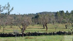 Finca en Mazaleón de olivos, almendros y huerto. para vender con agua por 66.000€