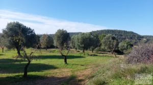 Finca en Mazaleón de olivos, almendros y huerto. en venta con huerto por 66.000€