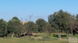 Finca en Mazaleón de olivos, almendros y huerto. para vender con agua