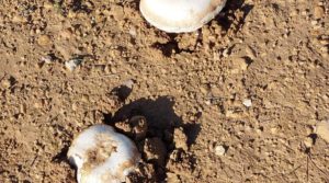 Detalle de Finca en Mazaleón de olivos, almendros y huerto. con huerto