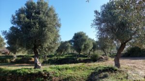 Finca en Mazaleón de olivos, almendros y huerto. en oferta con agua