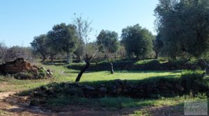 Finca en Mazaleón de olivos, almendros y huerto. en oferta con buenos accesos