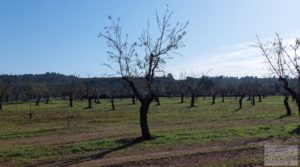 Finca en Mazaleón de olivos, almendros y huerto. en oferta con agua por 66.000€