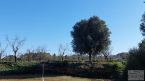 Se vende Finca en Mazaleón de olivos, almendros y huerto. con huerto por 66.000€