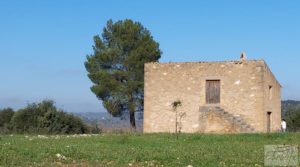 Finca en Mazaleón de olivos, almendros y huerto. a buen precio con huerto por 66.000€