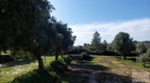 Vendemos Finca en Mazaleón de olivos, almendros y huerto. con huerto por 66.000€