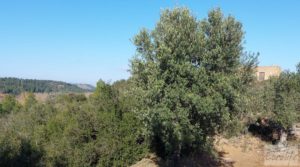 Finca en Mazaleón de olivos, almendros y huerto. en venta con buenos accesos