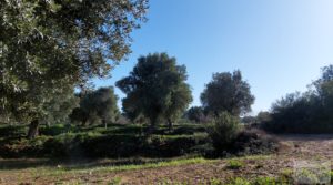 Se vende Finca en Mazaleón de olivos, almendros y huerto. con huerto