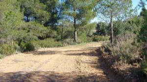 Finca en Mazaleón de olivos, almendros y huerto. para vender con buenos accesos