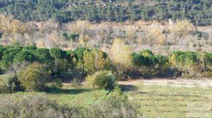 Finca en Mazaleón de olivos, almendros y huerto. en oferta con huerto por 66.000€